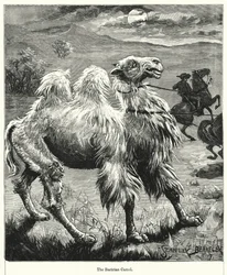 Den baktriske kamelen